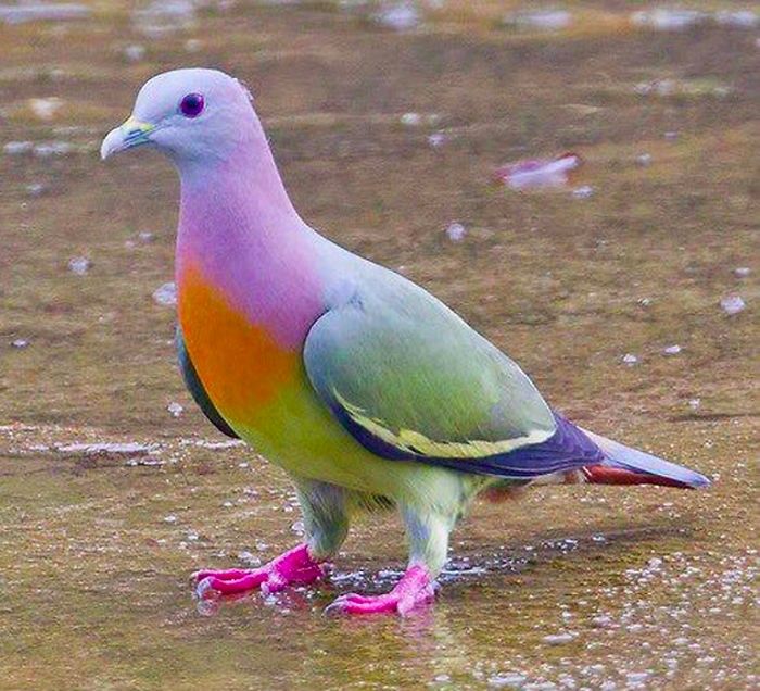 A rare pigeon that only shits on cars worth at least $250,000