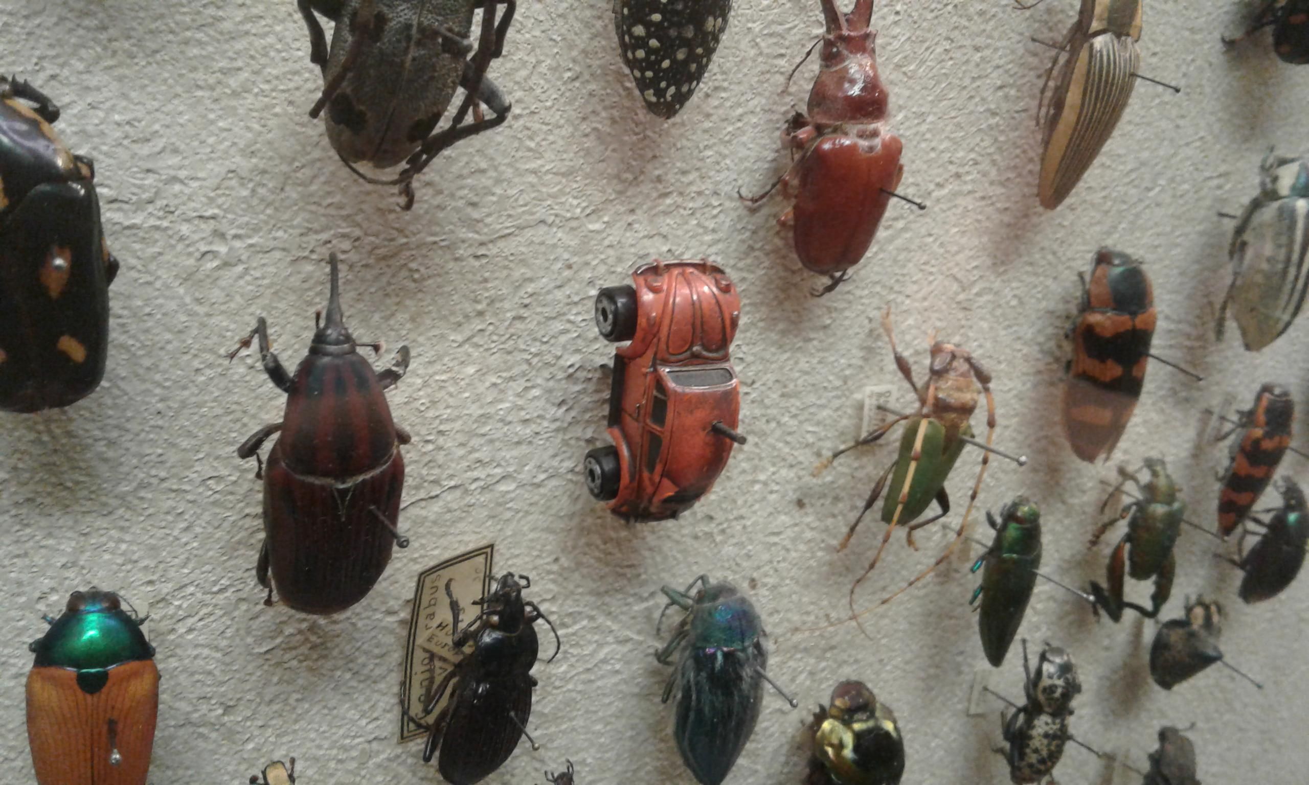 This beetle collection.