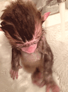 Just a baby monkey taking a bath