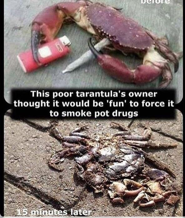 Are you feelin it now Mr. Krabs?