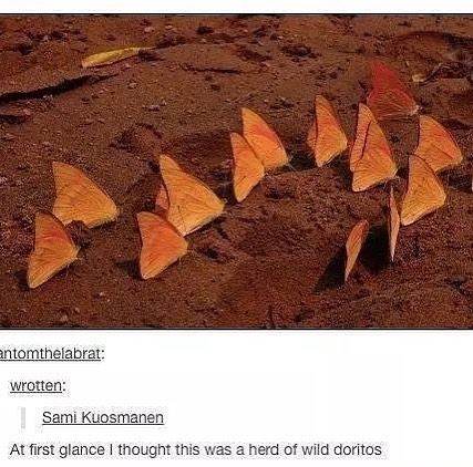 A Tumblr identifies a flock of wild doritos