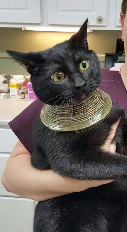"My friend's cat got its head stuck in a vase, freaked out, broke the vase, and was left with this."