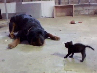 Big Cat vs Small Dog