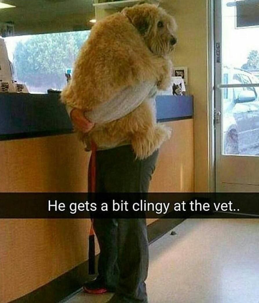 He gets a big clingy at the vet..