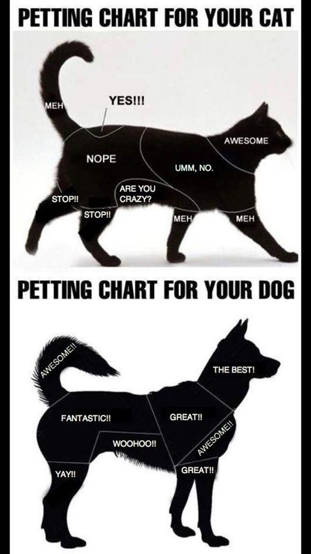 Accurate Petting chart