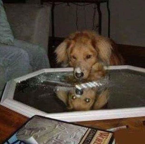 this doggo is in a predicament