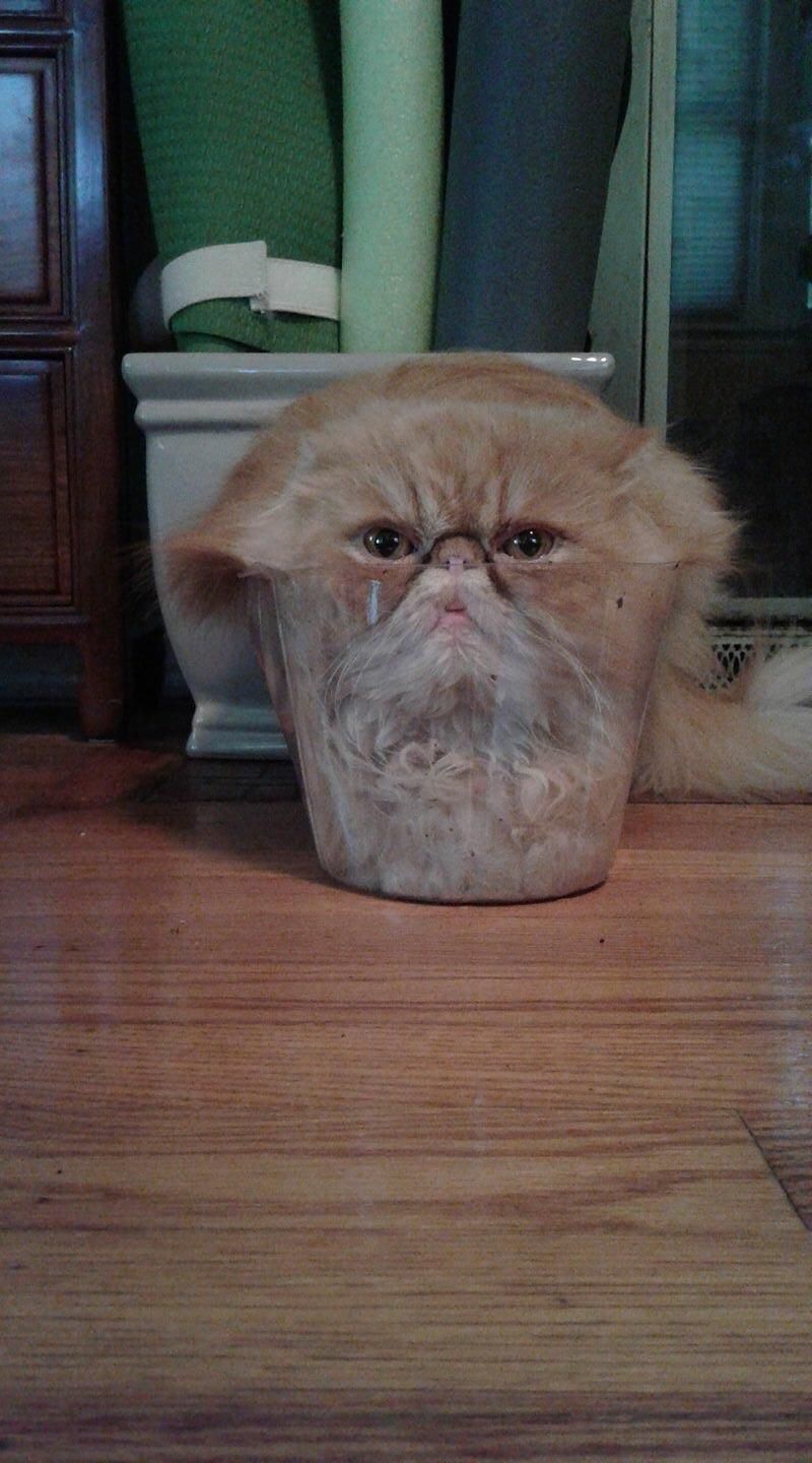 My friend's cat climbed into a plastic flower pot....what memes can you guys come up with