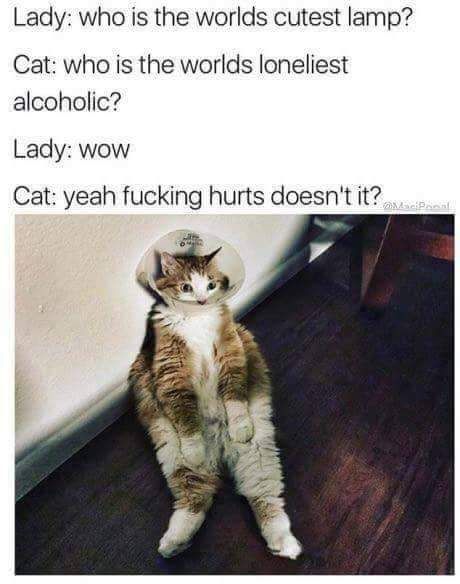 Wow cat