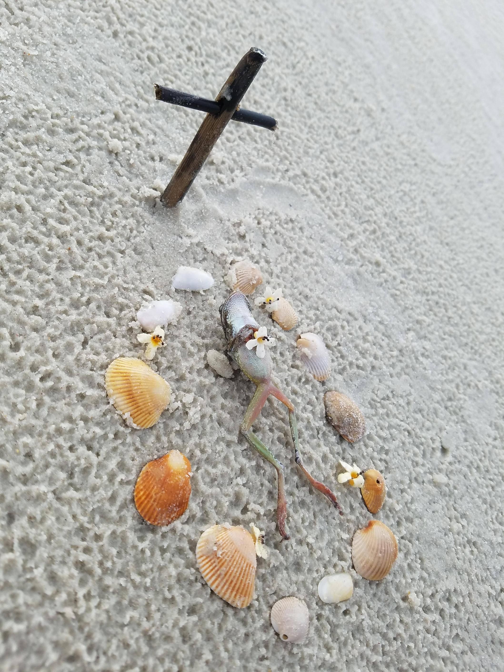I found a dead frog on the beach and decided to give him a proper funeral.