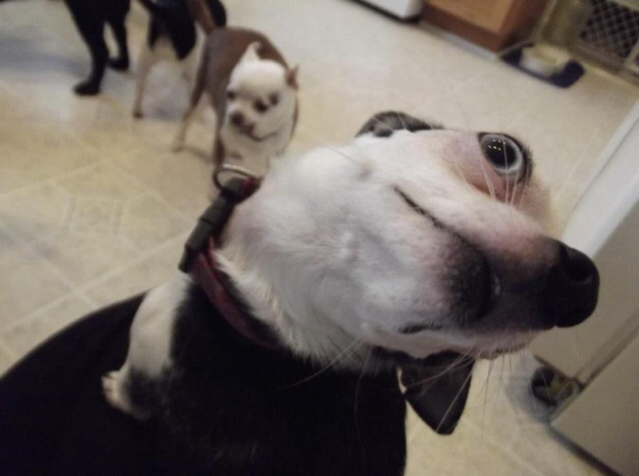 Смешные фото с собаками до слез