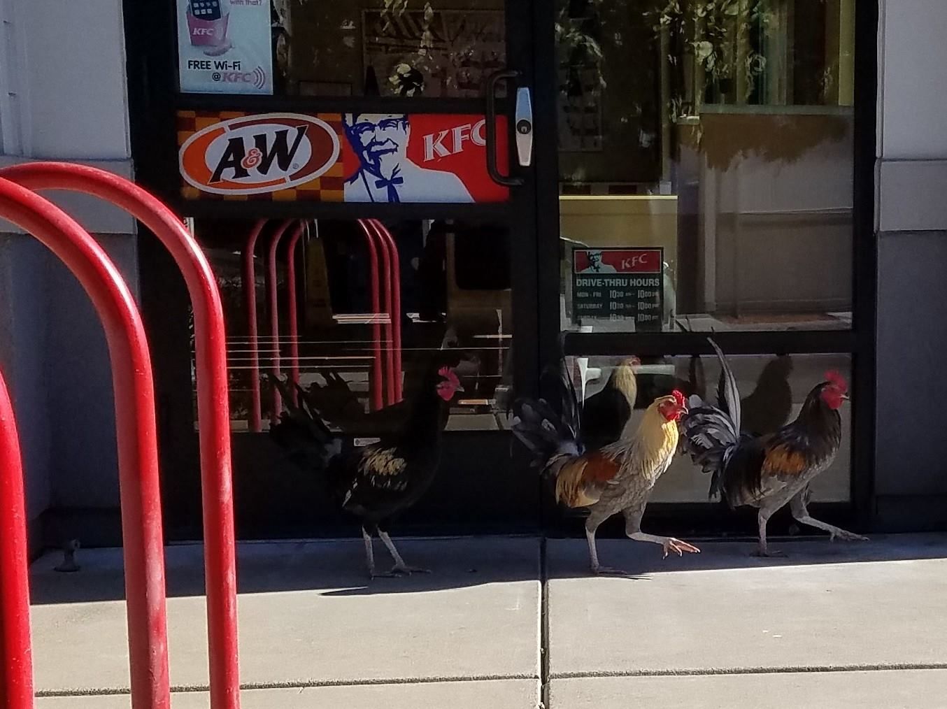Protesters outside of my local KFC today