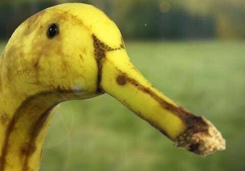 This duck looks like a banana