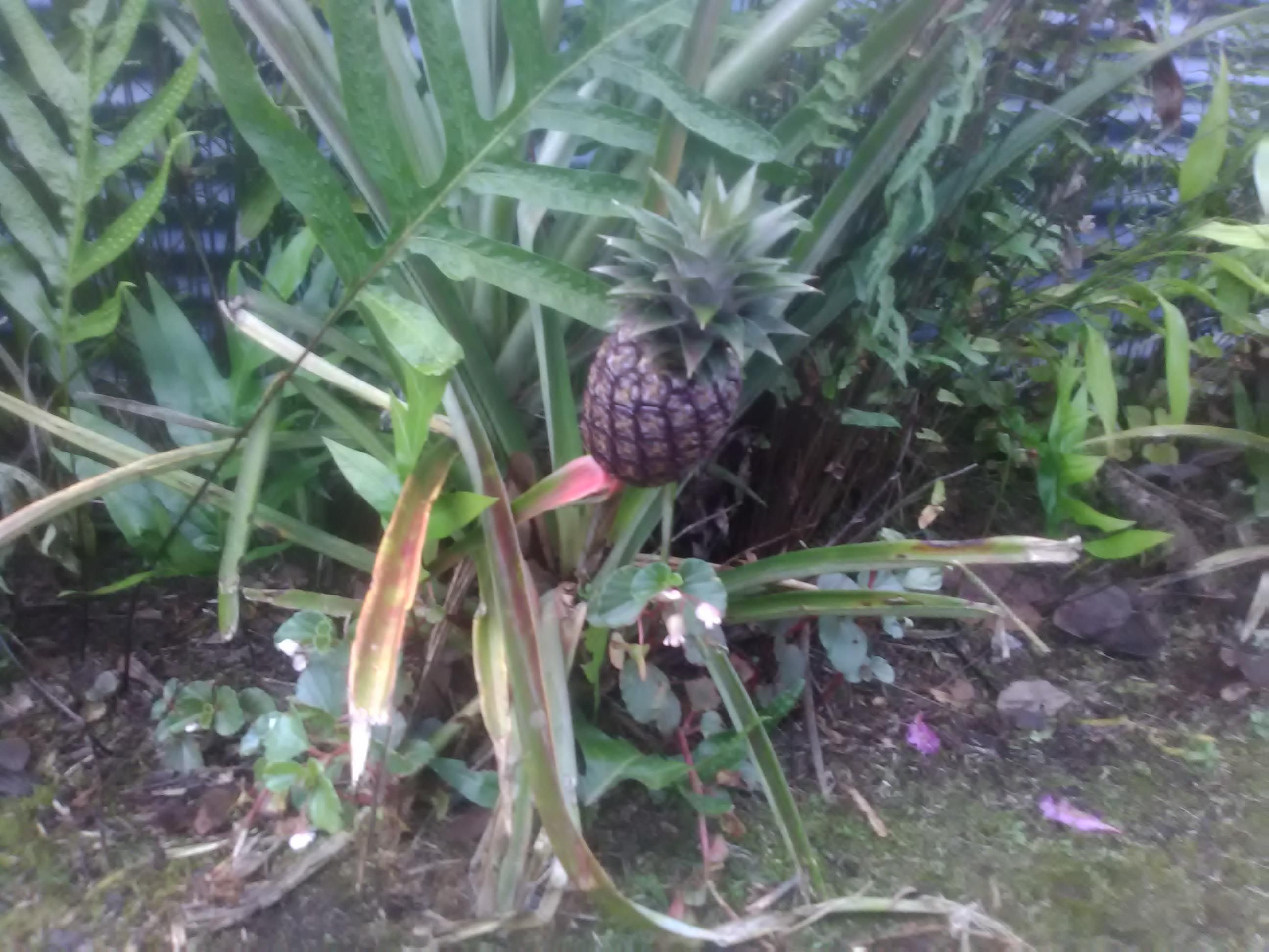 After doing literally nothing, I'm proud of the pineapple I accidentally grew