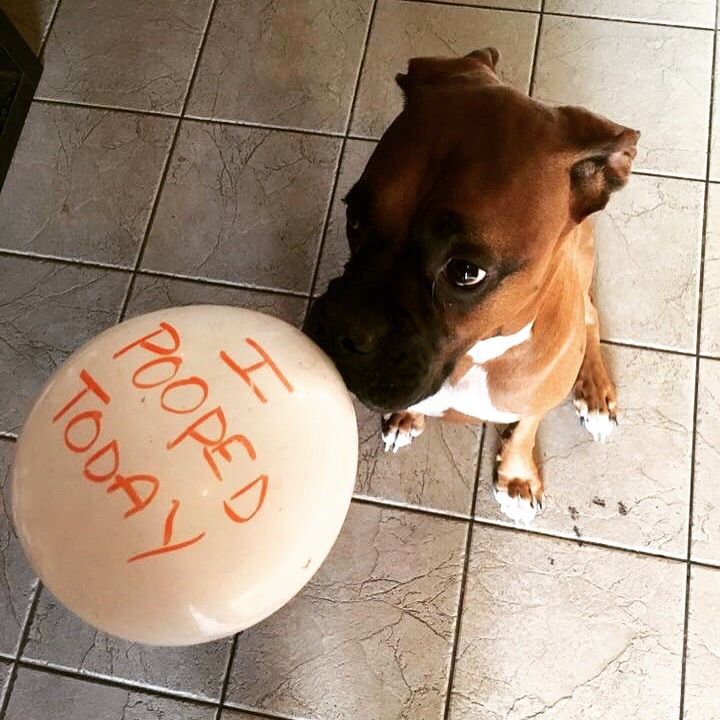 Our dog loves to carry around balloons for hours... So we started writing messages on them