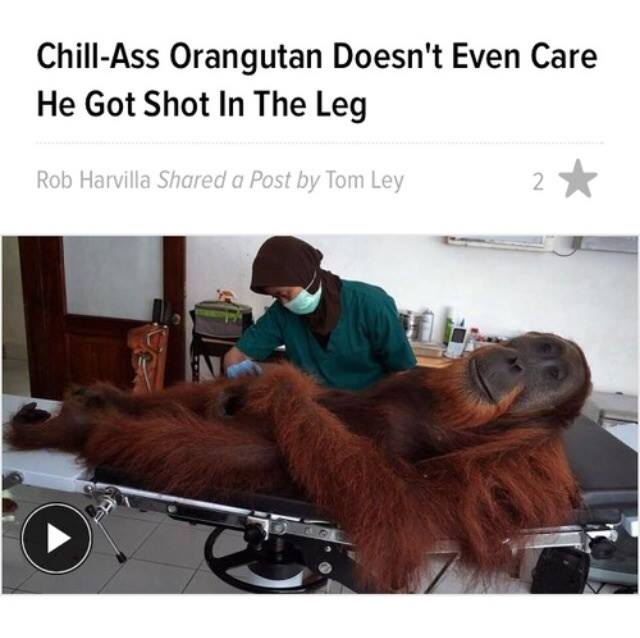 Chill-Ass Orangutan