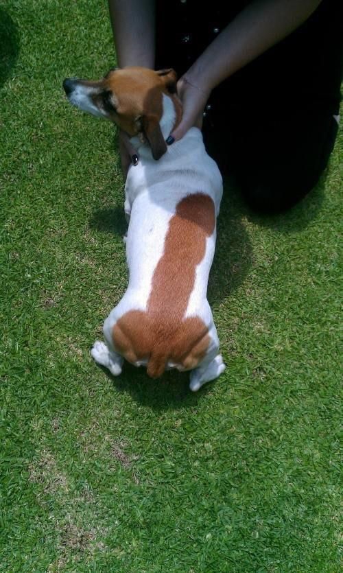I see your Cinnamon roll cat and raise you dick dog