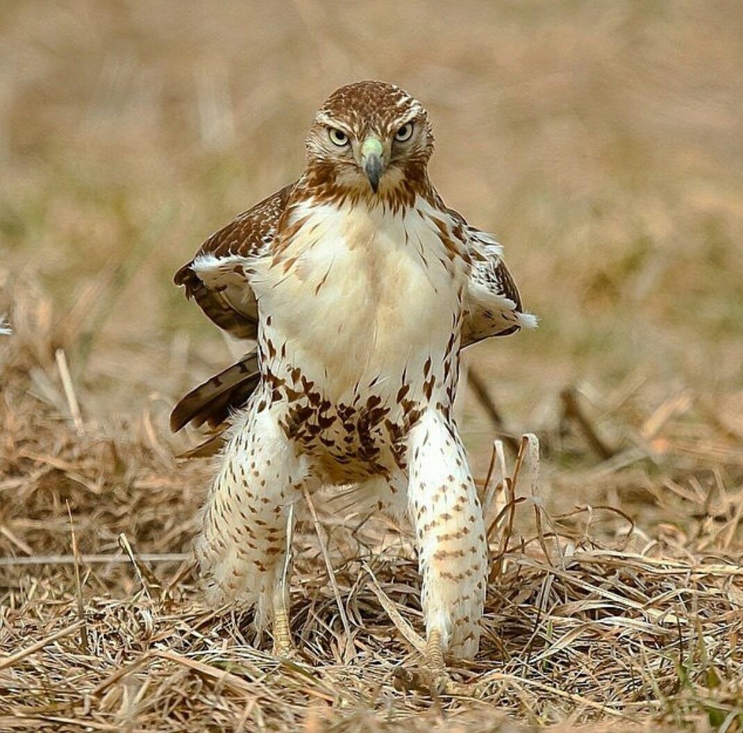 Sassy Hawk is not taking your bs anymore.
