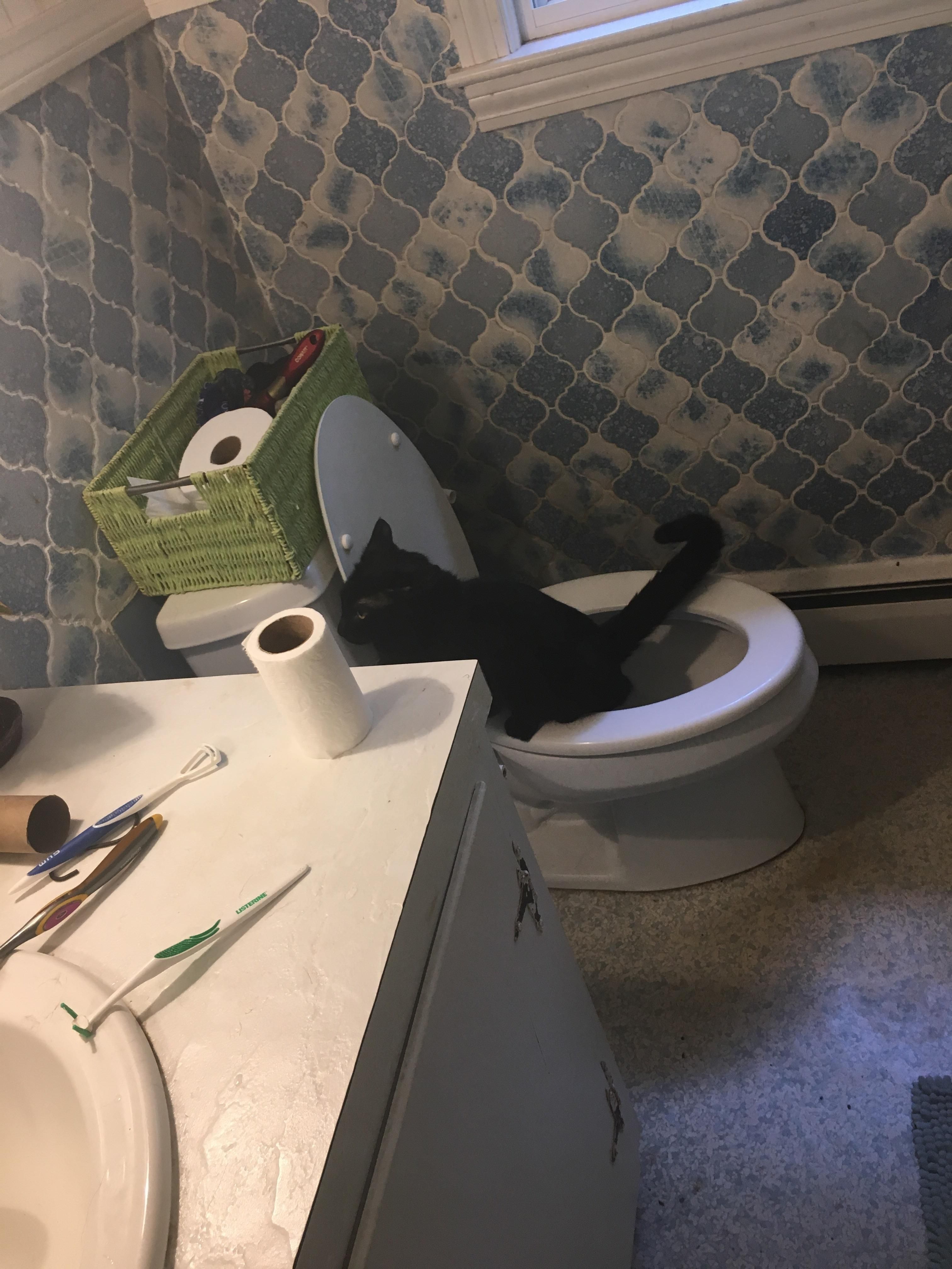 My friend came home from a mini-vacation and forgot to change the kitty litter. This morning she's brushing her teeth and hears a little tinkle...