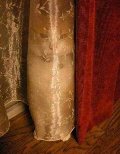 anyone see a cat?