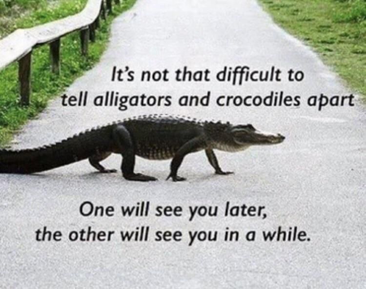 Correctly identifying alligators and crocodiles