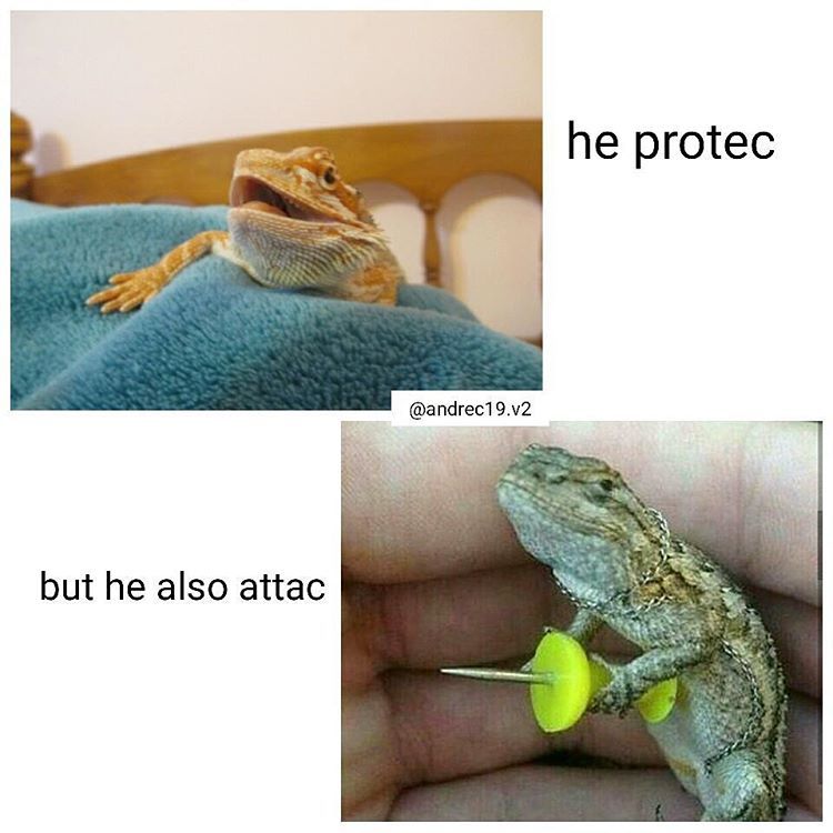 pecko gecko