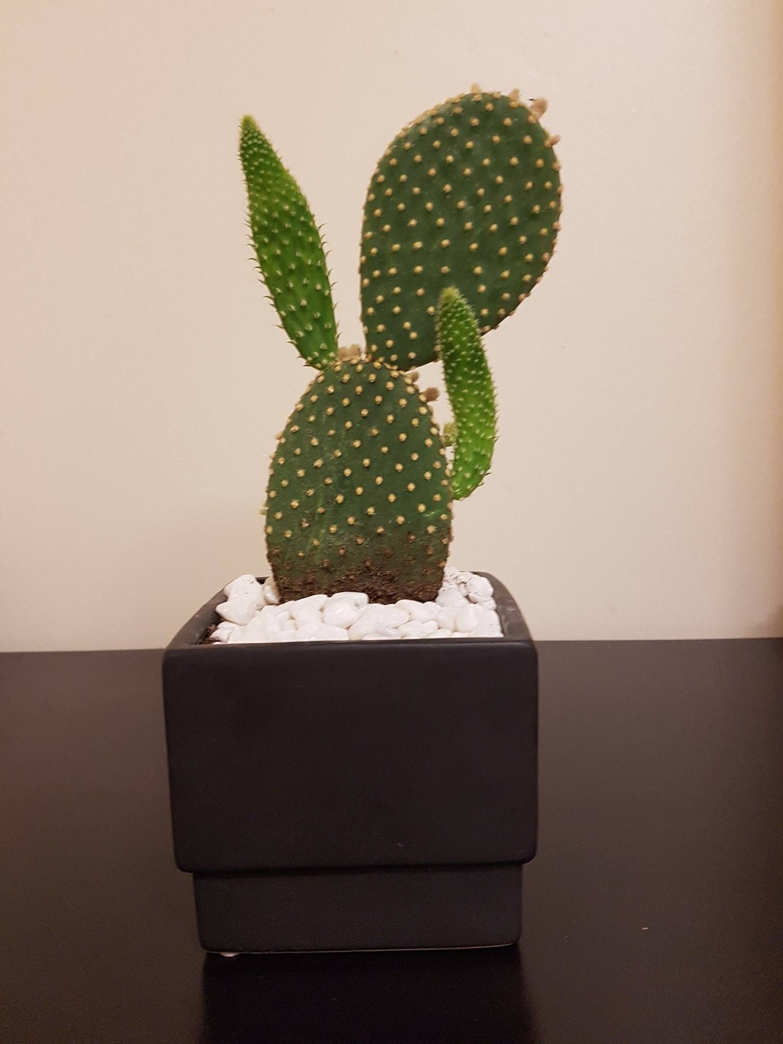 My cactus dabbed
