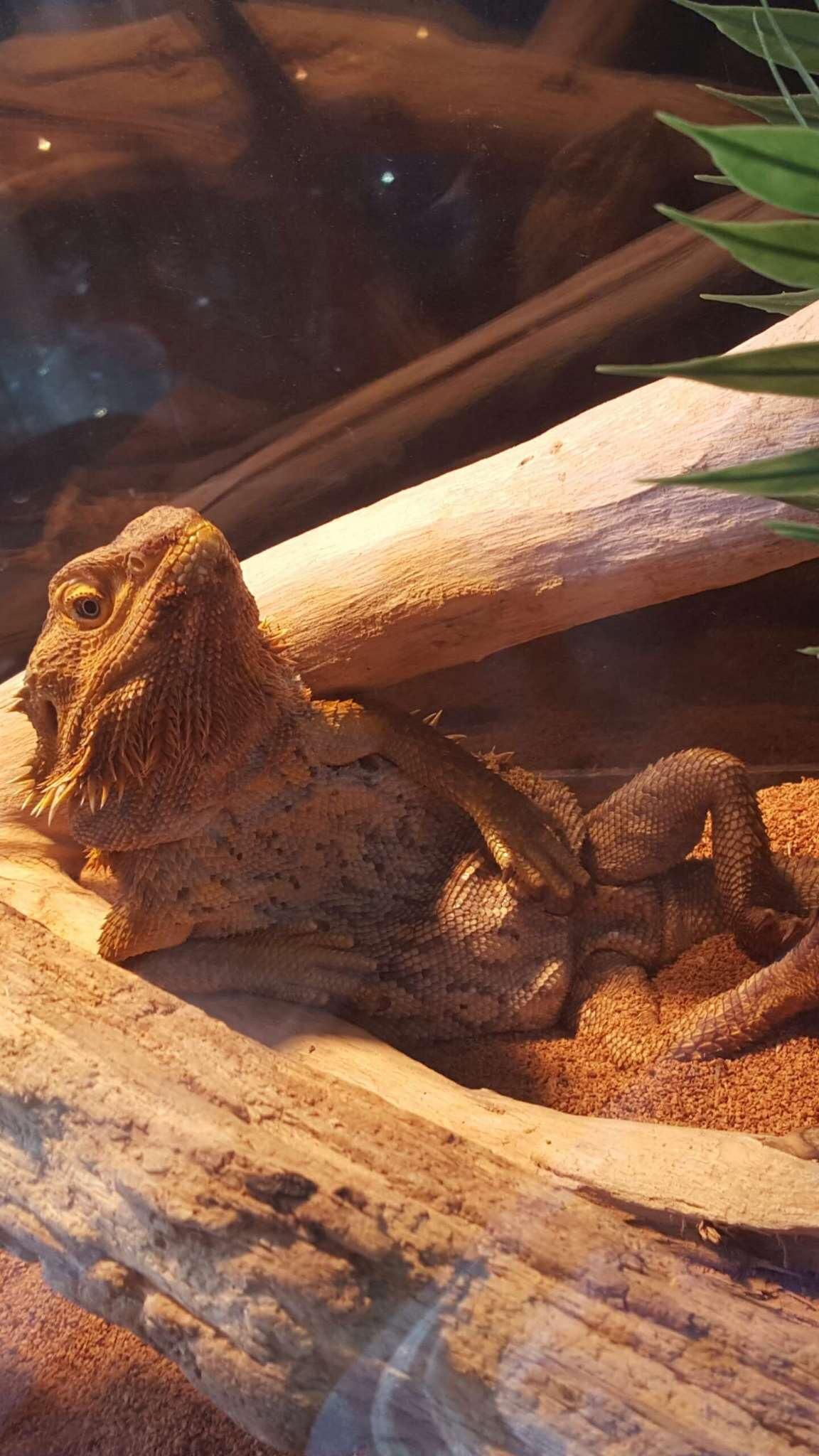 Woke up to my lizard looking at me like this...