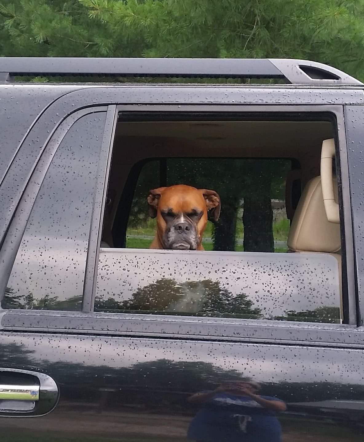 My friends dog is not happy about leaving the dog park early!