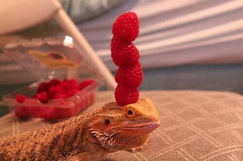 Apologies if you've already seen a lizard balancing berries on its head today