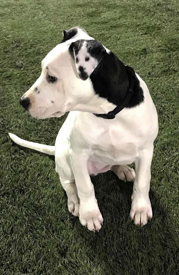 This dog has a dog on its ear!