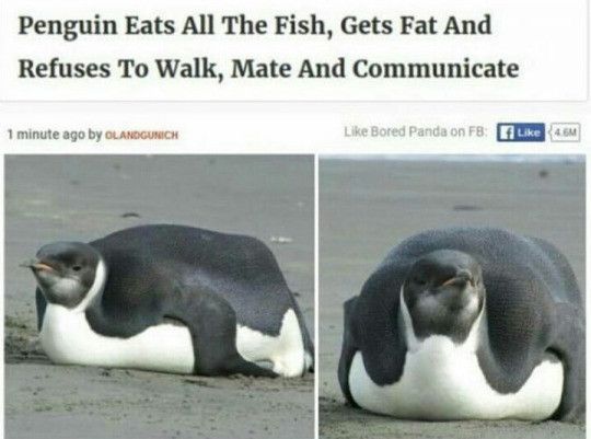 Such life much penguin