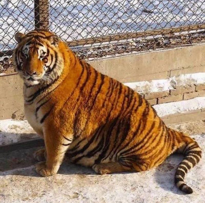 Googled fat tiger, was not disappointed.