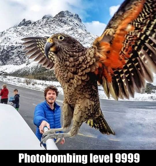 Human: Let me take a selfie! Bird: Imma fly like an eagle!