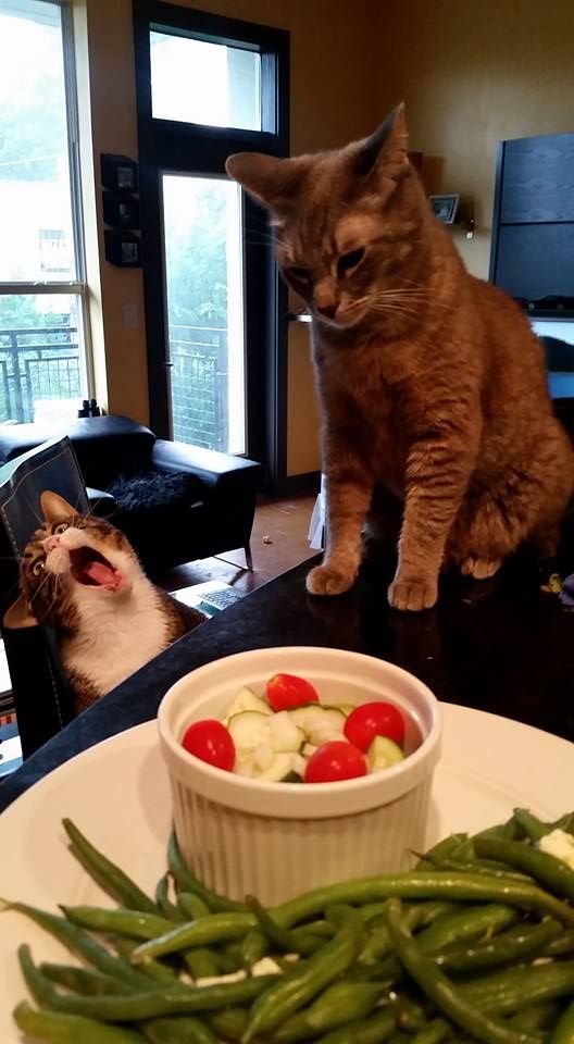 Cat expressing its dislike for salad.