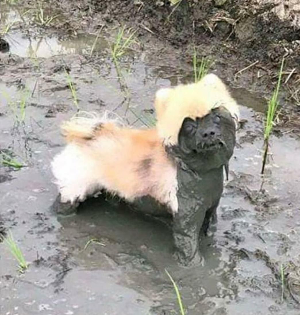 This muddy dog looks like a spooky mud dog wearing another dogs skin as a disguise.