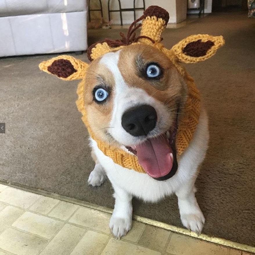 I think I just found Overly Attached Girlfriend's pet corgi.
