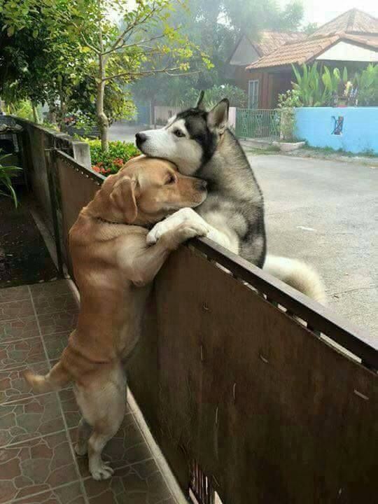 true love knows no fences