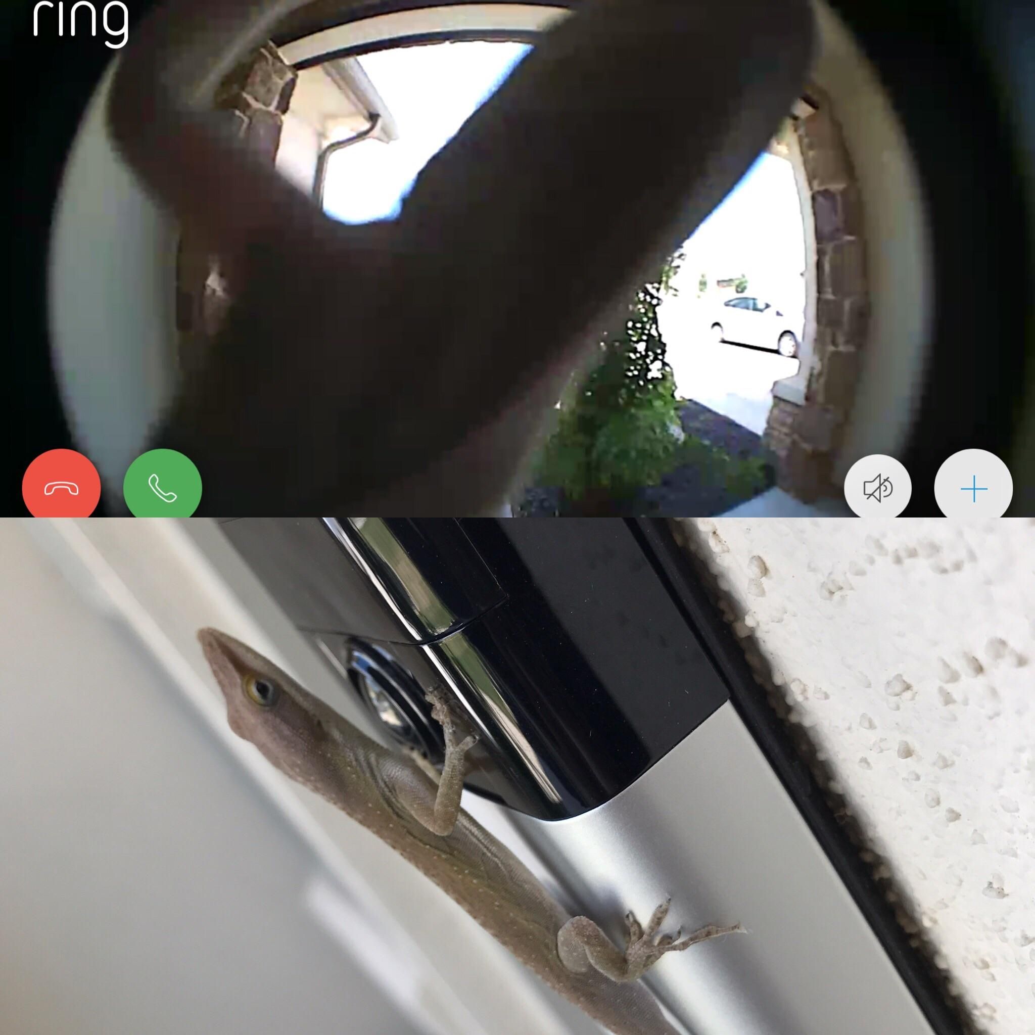 This guy keeps ringing my doorbell!