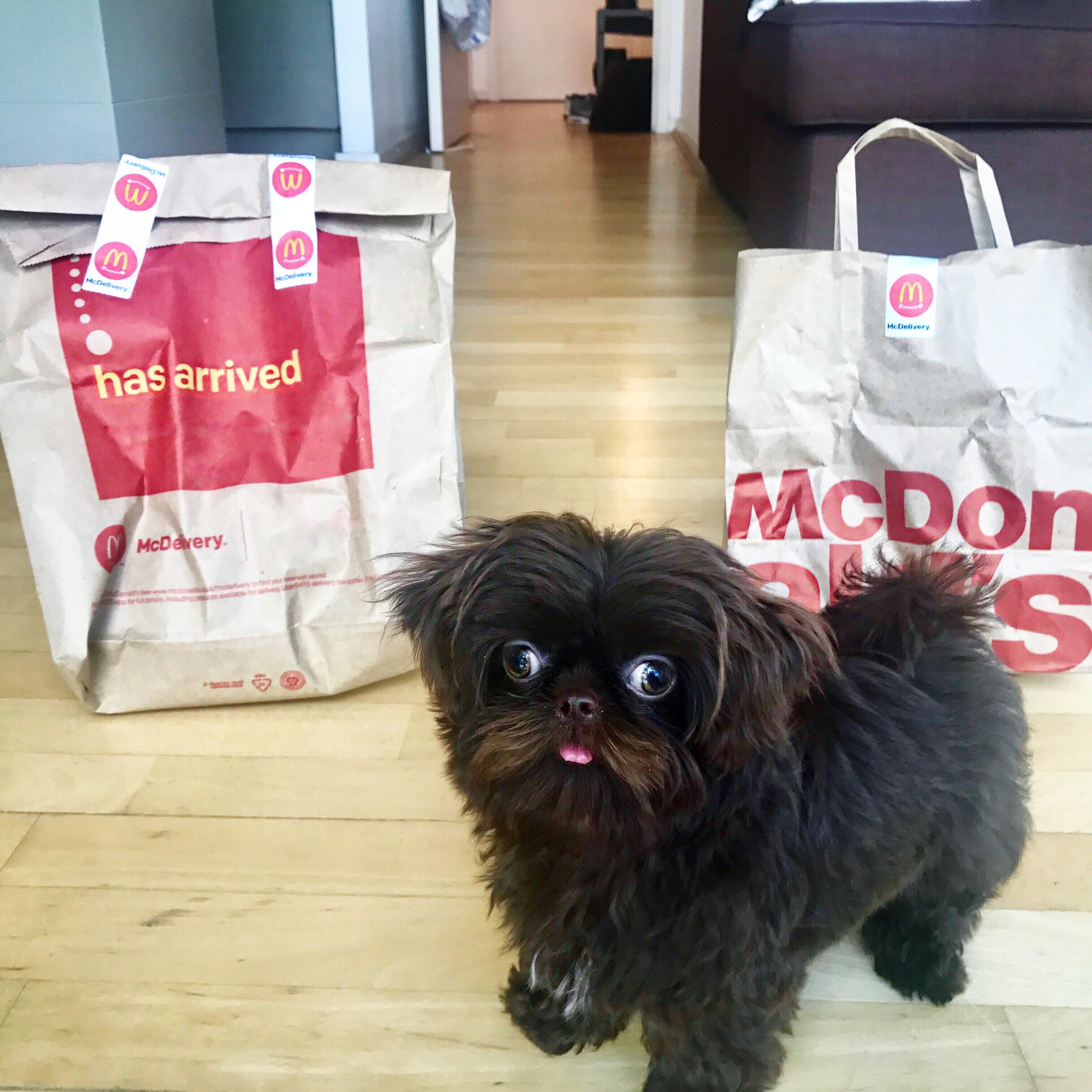 Puppy was so excited by McDonald's Delivery he couldn't keep his eyes off both bags.