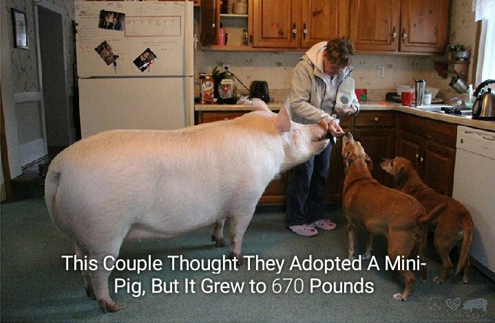 Googled "pet pig" wasn't disappointed
