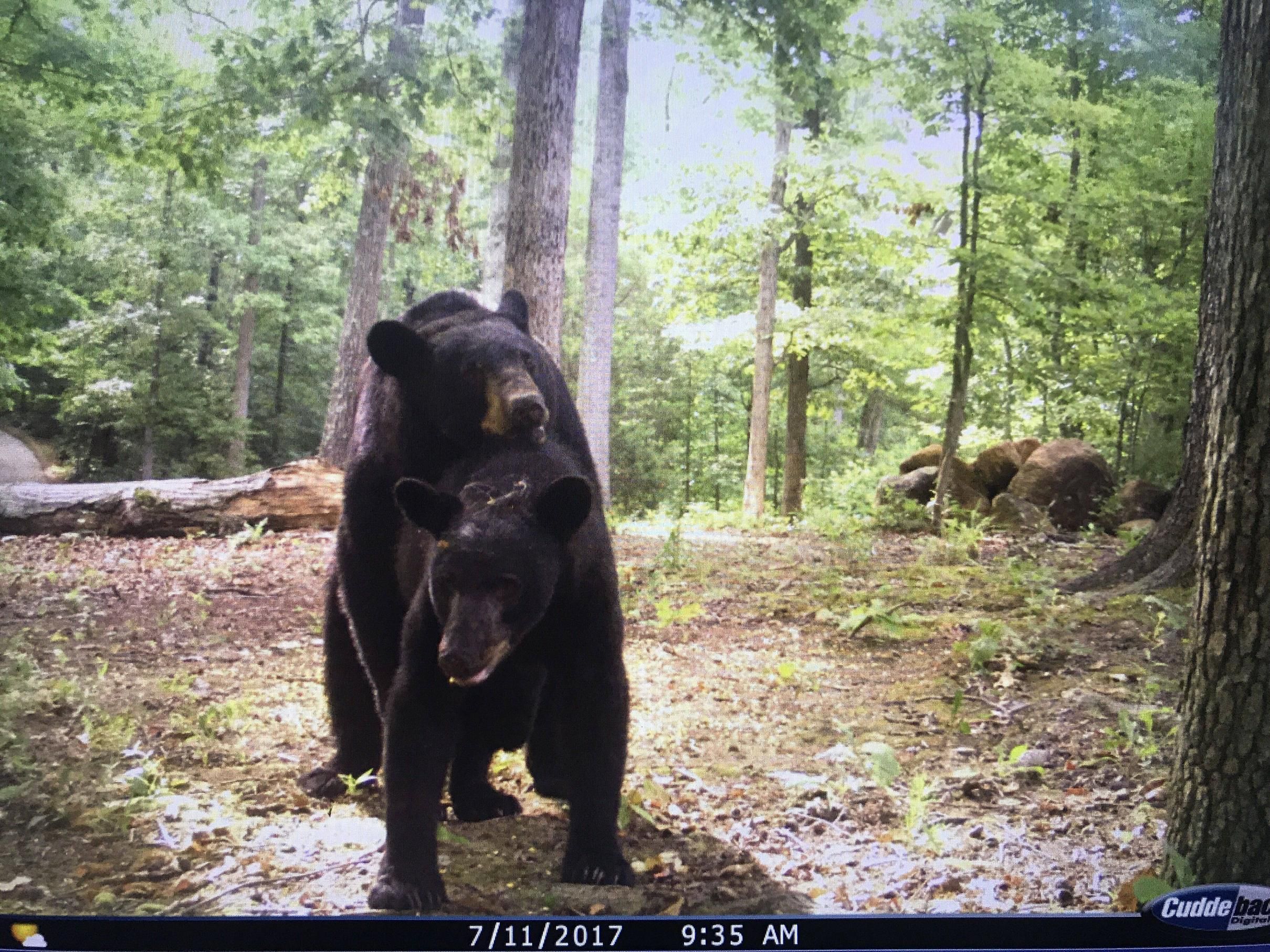 Checked the game cam with my 4 year old