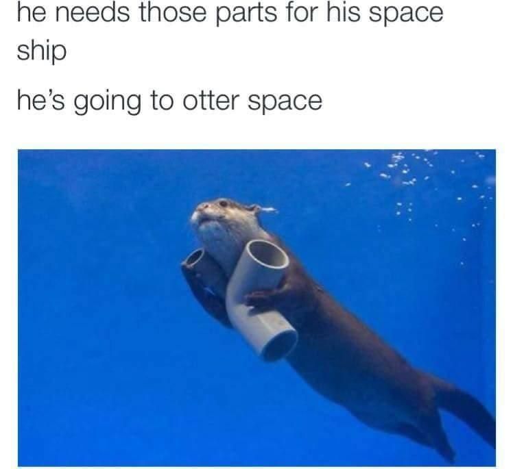 This otter is fed up with our shit