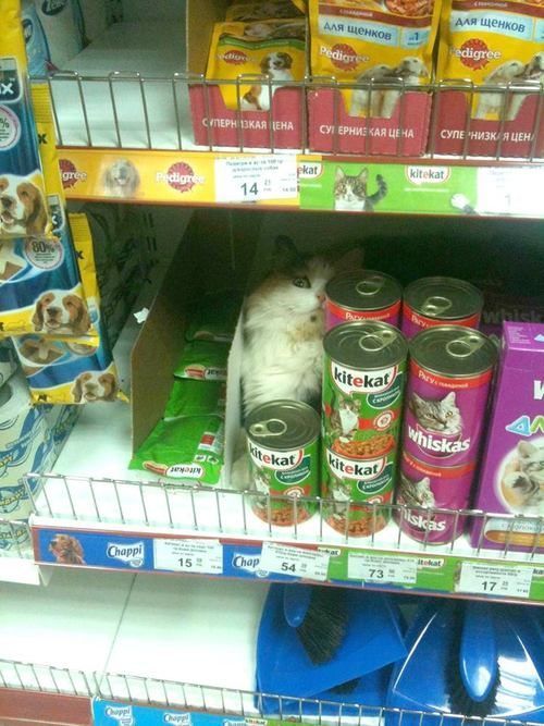 Khajit has wares if you have coin