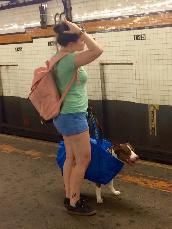 You can’t bring your dog on the subway in New York unless it fits in a bag...
