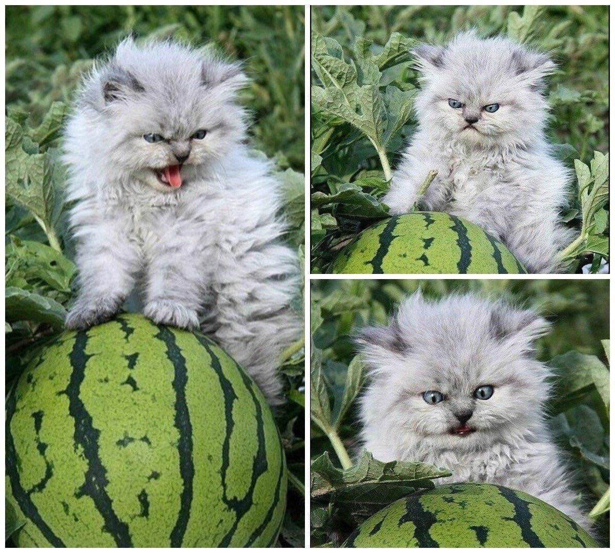 Picking the perfect watermelon