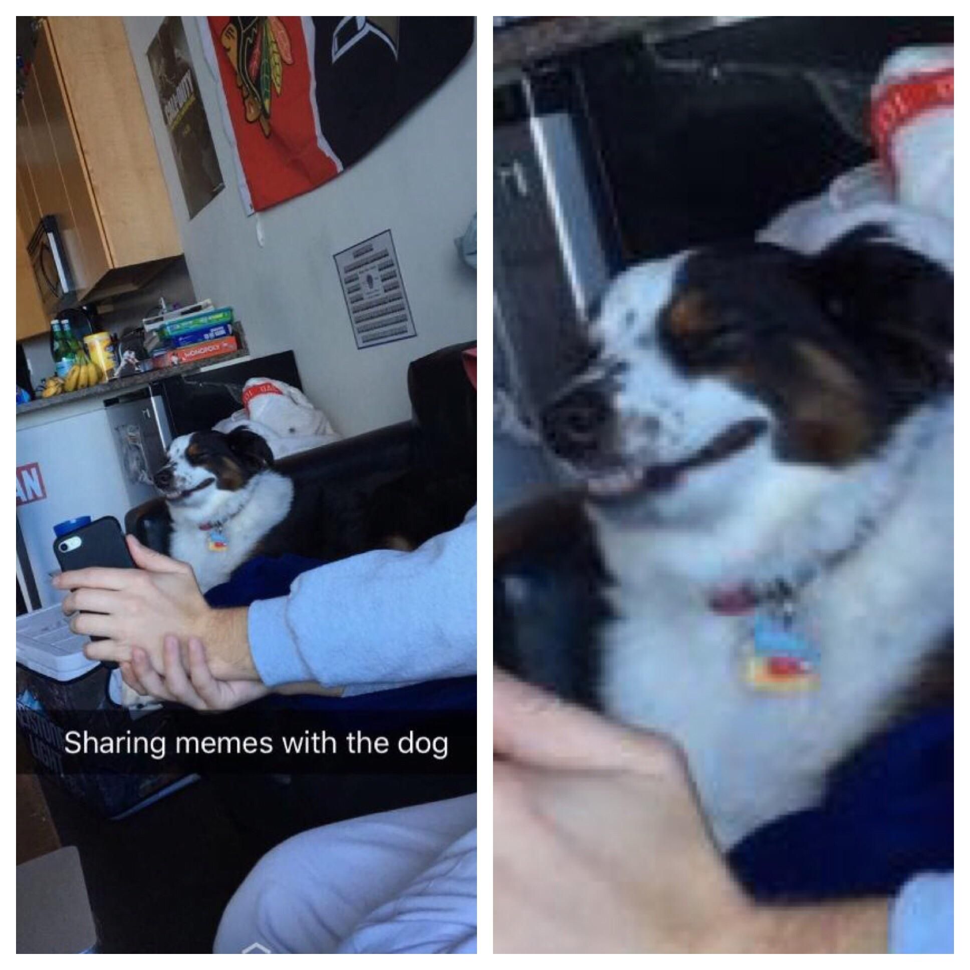 Doge appreciating some dank memes
