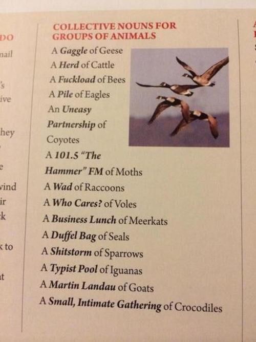 Collective Nouns for Groups of Animals