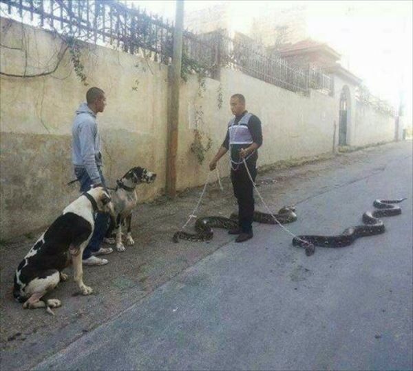 "Just rolling up with my snakes"