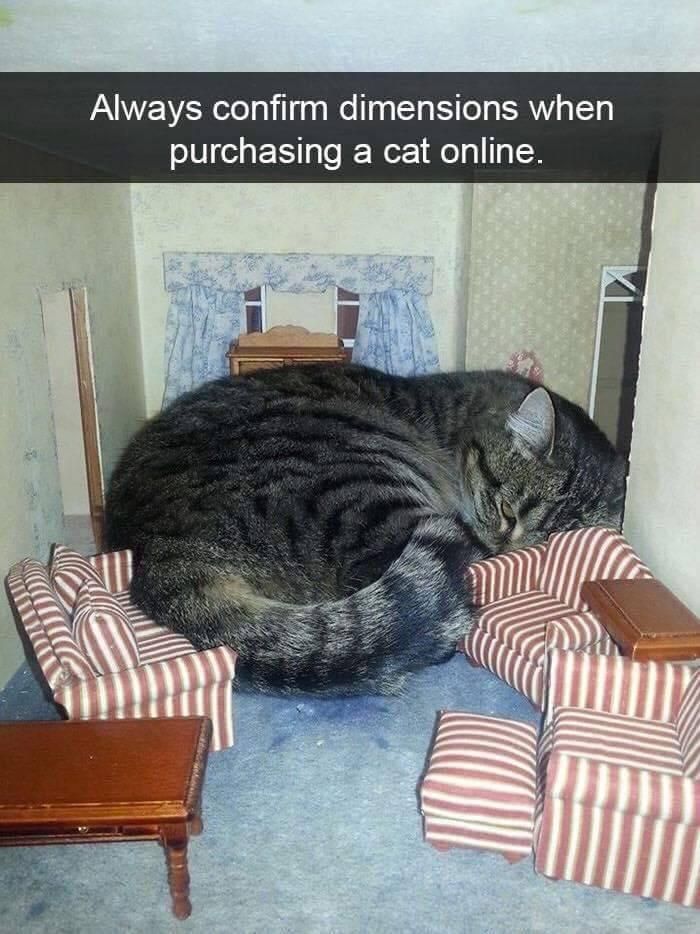 Always confirm dimensions when purchasing a cat online.
