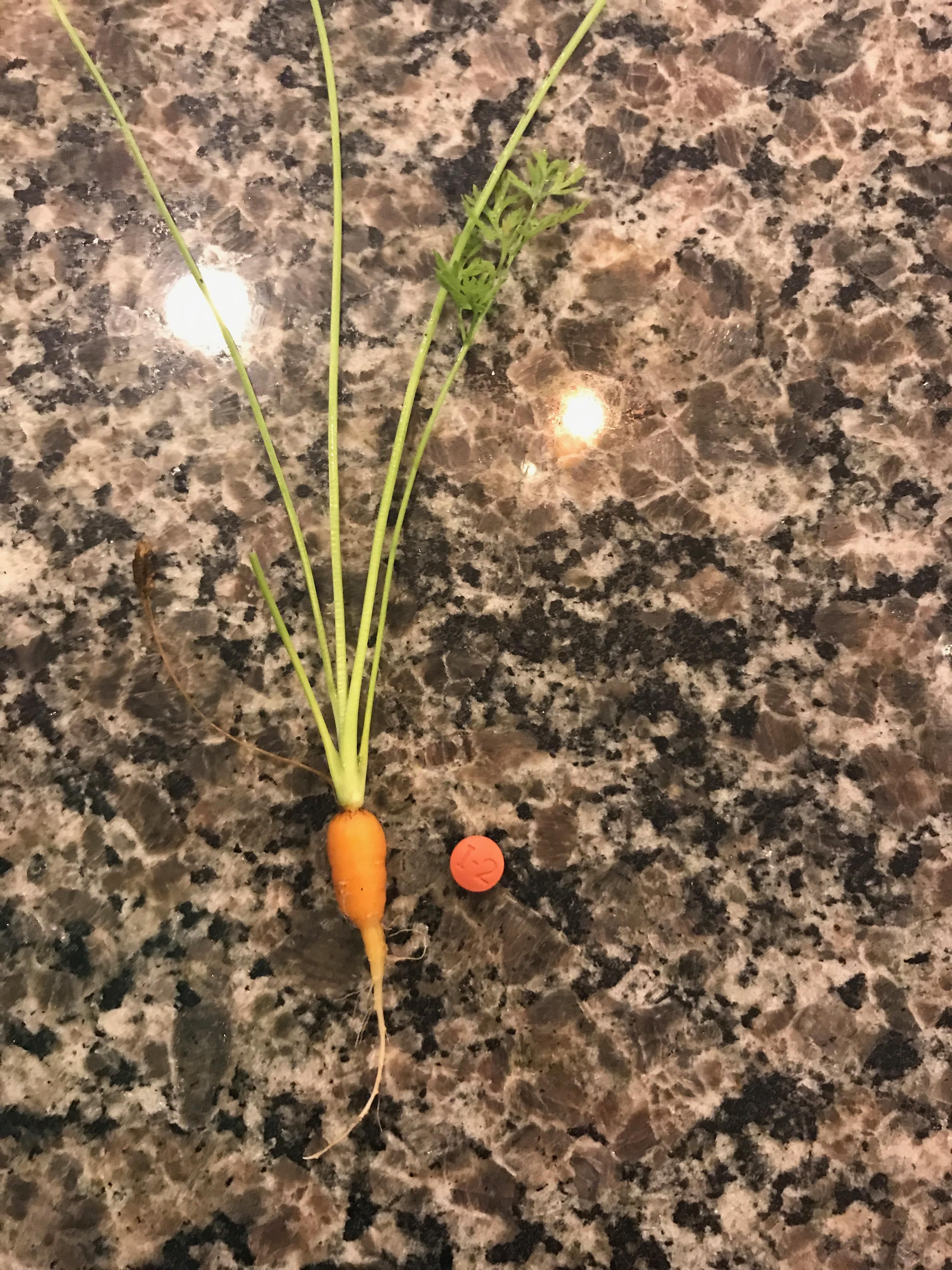 Built a garden for my wife a few months ago and it is finally time for the bountiful harvest. Tonight, we feast like kings.